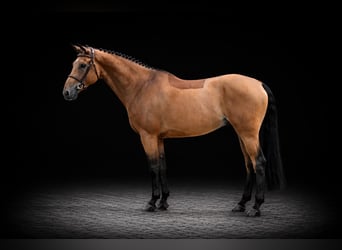 Oldenburg-International (OS), Gelding, 8 years, 16.2 hh, Brown
