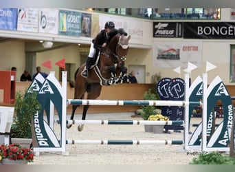 Oldenburg-International (OS), Gelding, 8 years, 16.3 hh, Brown