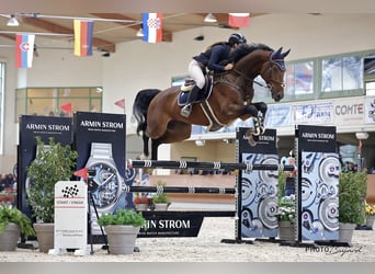 Oldenburg-International (OS), Gelding, 8 years, 16.3 hh, Brown
