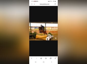 Oldenburg-International (OS), Gelding, 8 years, 16 hh, Bay-Dark