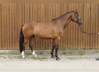 Oldenburg-International (OS), Gelding, 8 years, 16,2 hh, Brown