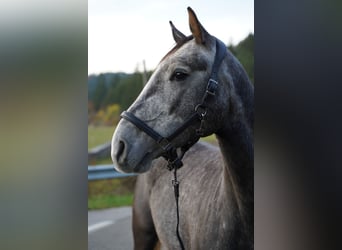 Oldenburg-International (OS), Gelding, 8 years, 16,2 hh, Grey-Dapple