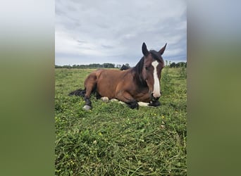 Oldenburg-International (OS), Gelding, 8 years, 16,3 hh, Brown