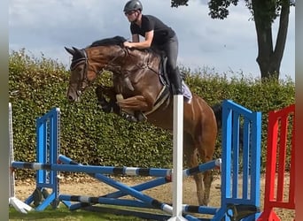 Oldenburg-International (OS), Gelding, 8 years, 17,1 hh, Brown