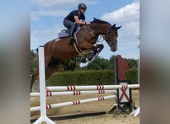 Oldenburg-International (OS), Gelding, 8 years, 17,1 hh, Brown