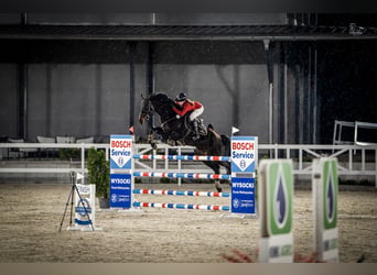 Oldenburg-International (OS), Gelding, 9 years, 16.2 hh, Black