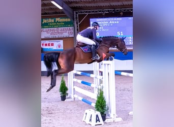 Oldenburg-International (OS), Gelding, 9 years, 16.2 hh, Brown