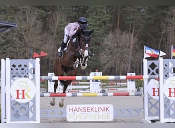 Oldenburg-International (OS), Gelding, 9 years, 16.3 hh, Bay-Dark