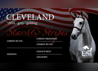 Oldenburg-International (OS), Gelding, 9 years, 16.3 hh, Gray