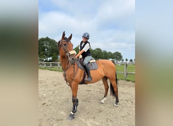 Oldenburg-International (OS), Gelding, 9 years, 16,1 hh, Brown-Light