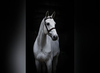 Oldenburg-International (OS), Gelding, 9 years, 16,3 hh, Gray