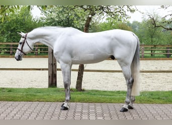 Oldenburg-International (OS), Gelding, 9 years, 16,3 hh, Gray