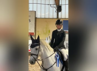 Oldenburg-International (OS), Gelding, 9 years, 16,3 hh