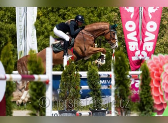 Oldenburg-International (OS), Gelding, 9 years, 17 hh, Chestnut-Red