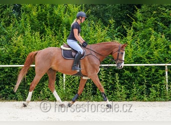 Oldenburg-International (OS), Gelding, 9 years, 17 hh, Chestnut-Red