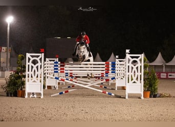 Oldenburg-International (OS), Gelding, 9 years, 17,2 hh, Grey