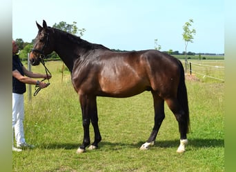 Oldenburg-International (OS), Gelding, 9 years, 18 hh, Bay-Dark