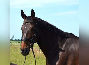 Oldenburg-International (OS), Gelding, 9 years, 18 hh, Bay-Dark