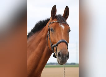 Oldenburg-International (OS), Gelding, 9 years, 18 hh, Brown