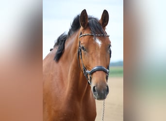 Oldenburg-International (OS), Gelding, 9 years, 18 hh, Brown