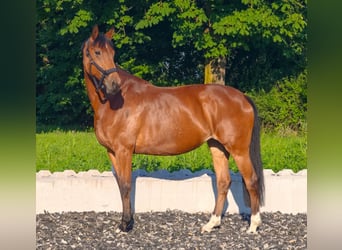 Oldenburg-International (OS), Mare, 10 years, 16.1 hh, Brown