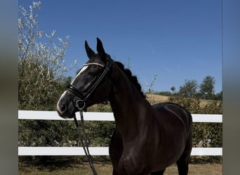 Oldenburg-International (OS), Mare, 10 years, 16.2 hh, Black