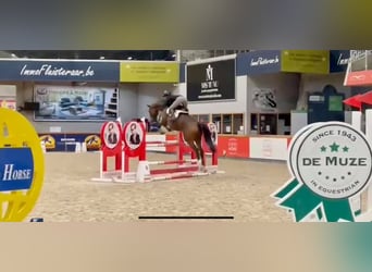 Oldenburg-International (OS), Mare, 10 years, 16.3 hh, Bay-Dark