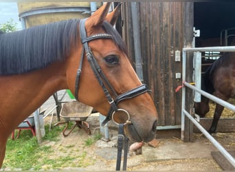Oldenburg-International (OS), Mare, 10 years, 16 hh, Brown