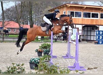 Oldenburg-International (OS), Mare, 10 years, 16 hh, Brown