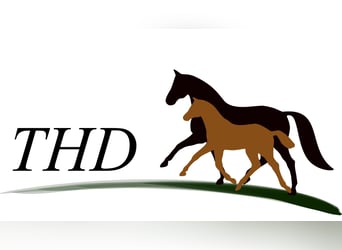 Oldenburg-International (OS), Mare, 10 years, 16,1 hh, Bay-Dark