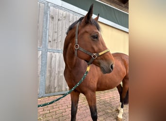 Oldenburg-International (OS), Mare, 10 years, 16,1 hh, Brown