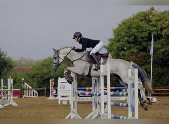 Oldenburg-International (OS), Mare, 10 years, 16,1 hh, Grey-Dapple