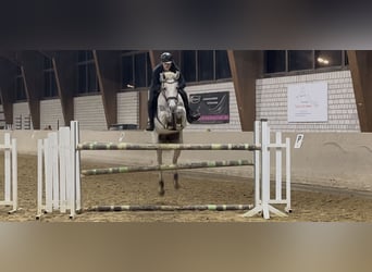 Oldenburg-International (OS), Mare, 10 years, 16,1 hh, Grey-Fleabitten