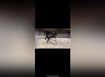 Oldenburg-International (OS), Mare, 10 years, 16,2 hh, Brown
