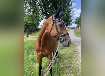 Oldenburg-International (OS), Mare, 10 years, 16,2 hh, Brown