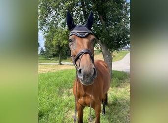 Oldenburg-International (OS), Mare, 10 years, 16,2 hh, Brown