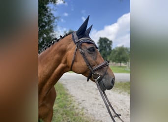 Oldenburg-International (OS), Mare, 10 years, 16,2 hh, Brown