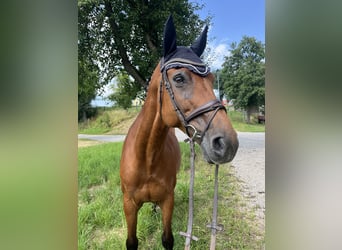 Oldenburg-International (OS), Mare, 10 years, 16,2 hh, Brown