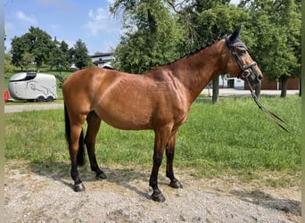 Oldenburg-International (OS), Mare, 10 years, 16,2 hh, Brown