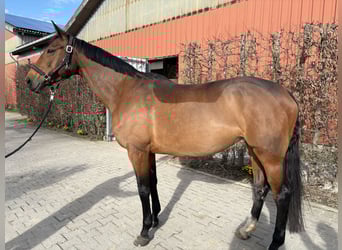 Oldenburg-International (OS), Mare, 10 years, 16,3 hh, Brown
