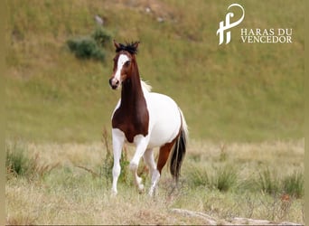 Oldenburg-International (OS), Mare, 11 years, 15.3 hh, Tobiano-all-colors