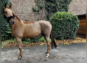 Oldenburg-International (OS), Mare, 11 years, 15,2 hh, Chestnut-Red