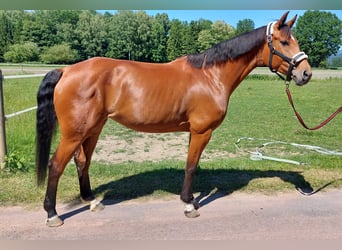 Oldenburg-International (OS), Mare, 11 years, 16.2 hh, Brown