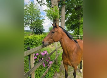 Oldenburg-International (OS), Mare, 11 years, 16.2 hh, Brown