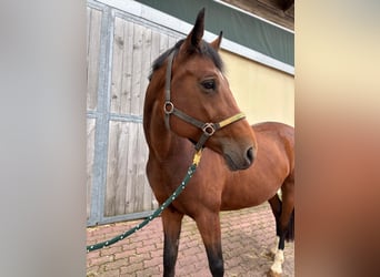 Oldenburg-International (OS), Mare, 11 years, 16 hh, Brown
