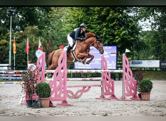 Oldenburg-International (OS), Mare, 11 years, 16 hh, Chestnut-Red