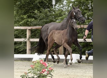 Oldenburg-International (OS), Mare, 11 years, 16,1 hh, Smoky-Black