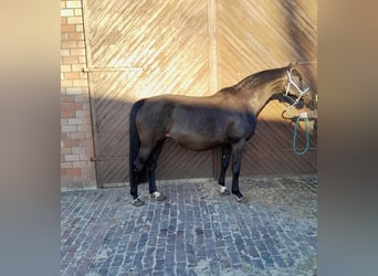 Oldenburg-International (OS), Mare, 11 years, 16,1 hh, Smoky-Black