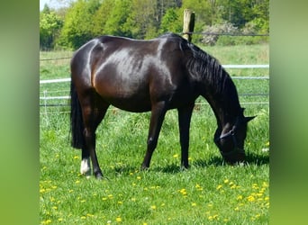 Oldenburg-International (OS), Mare, 11 years, 17 hh, Bay-Dark