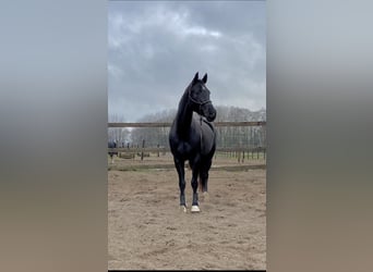 Oldenburg-International (OS), Mare, 12 years, 15.2 hh, Black